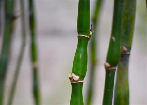 家裡可以種竹子嗎|家裡能種竹子嗎？能種，並且是屬於十分雅致的一類盆栽